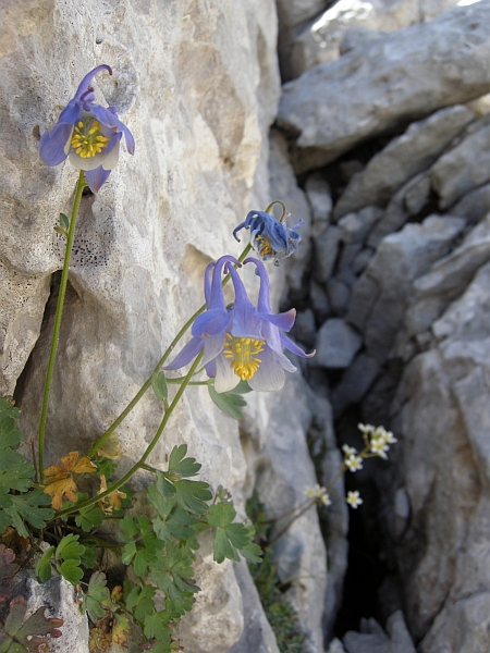 Aquilegia magellensis /  Aquilegia magellense